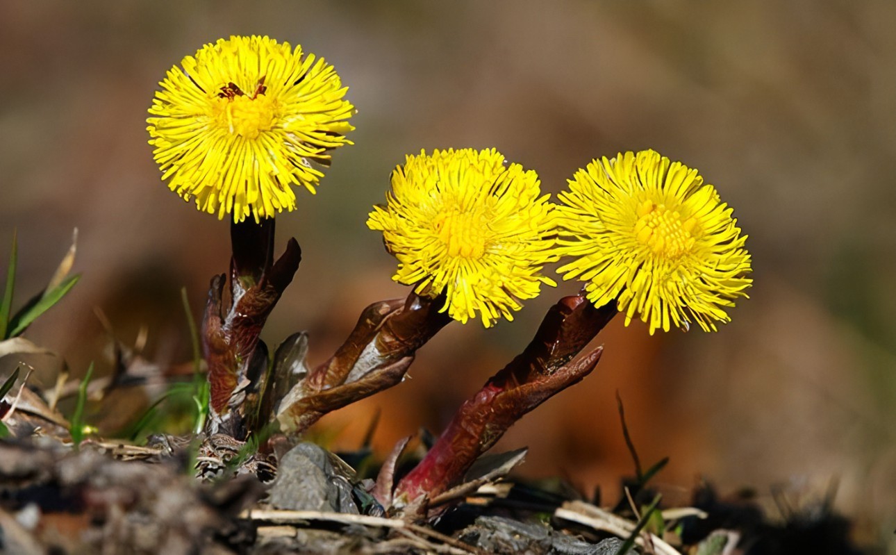 Coltsfoot Extract