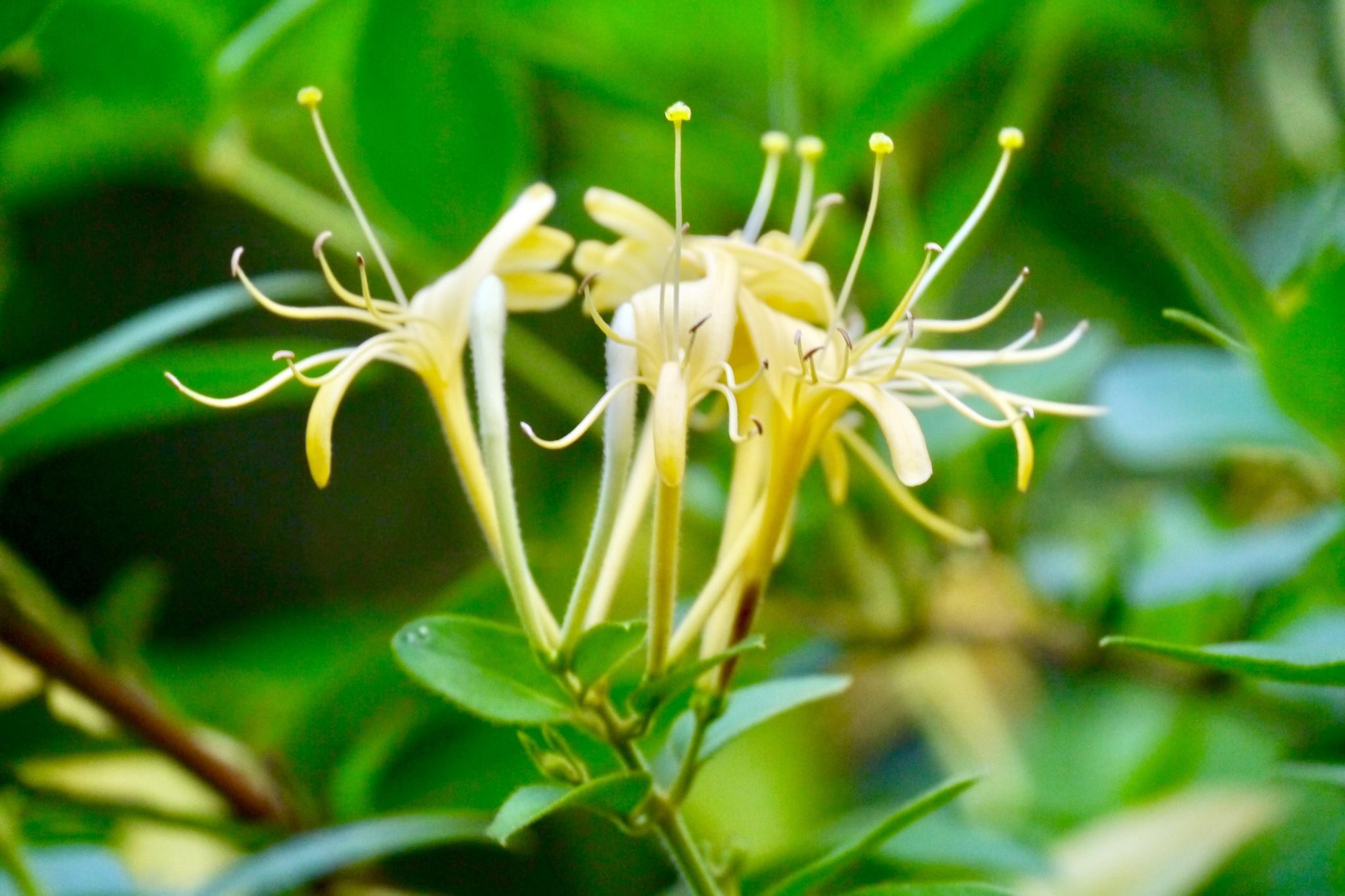 Honeysuckle Flower Extract