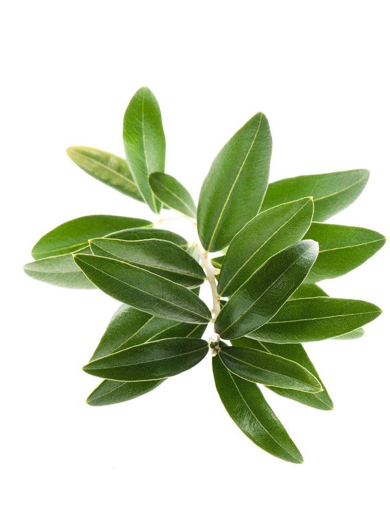 Olive Leaf Extract