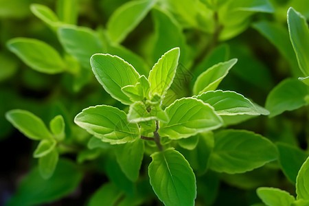 Stevia Extract