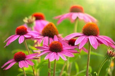 Echinacea Extract