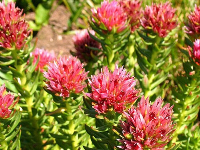 Rhodiola Rosea Extract