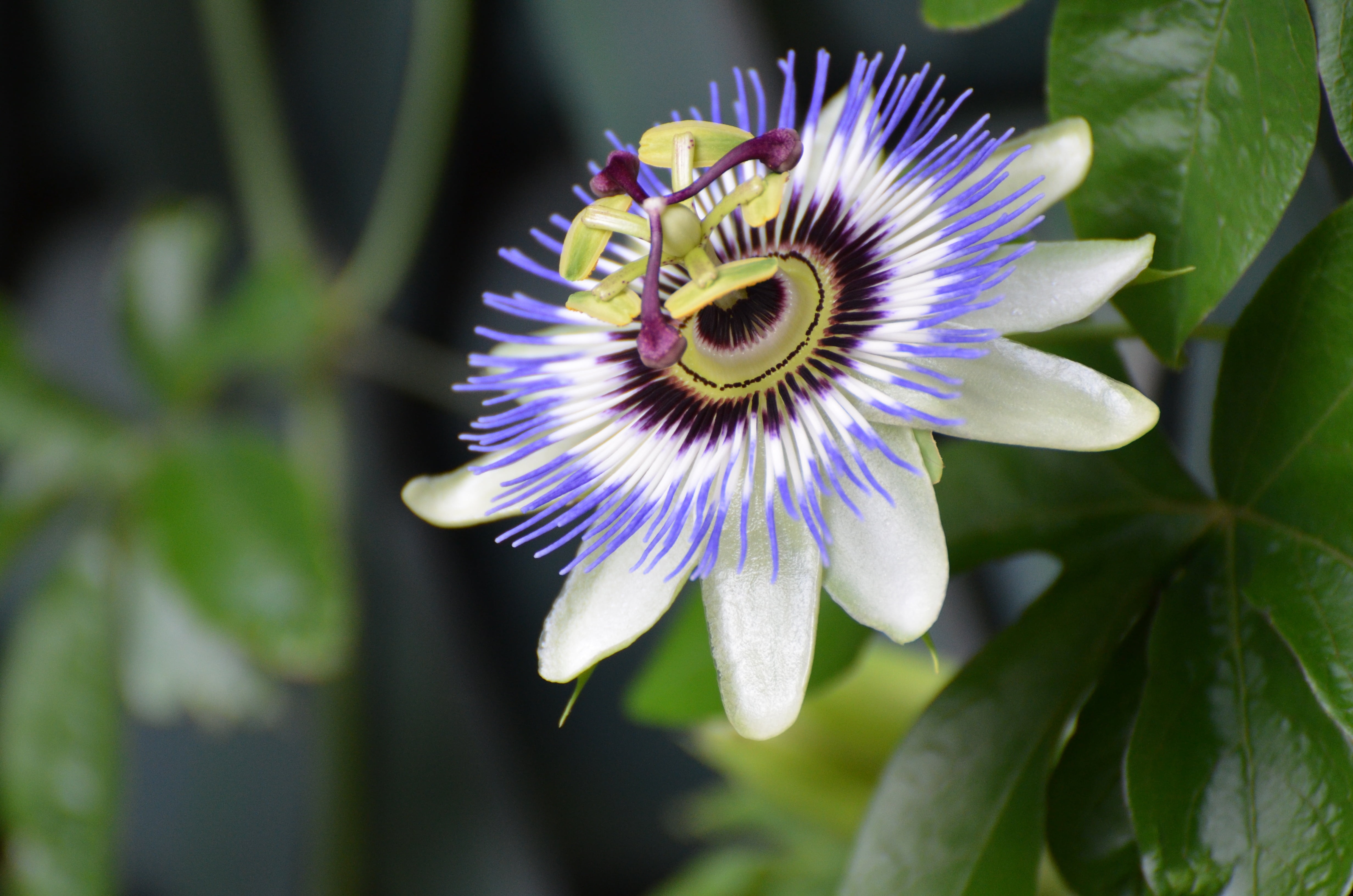 Passionflower Extract