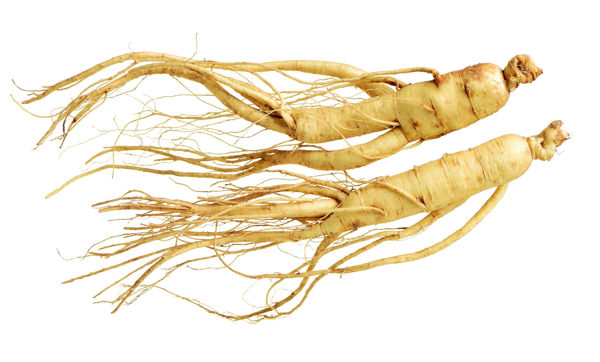 Ginseng Root Extract