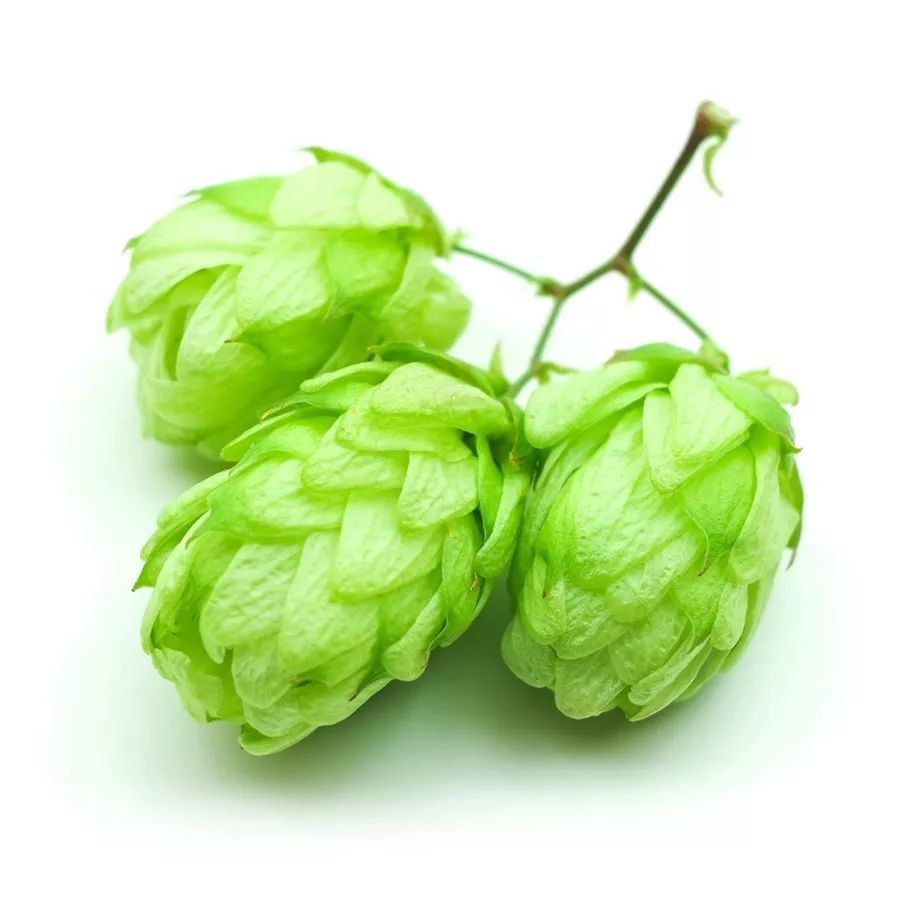 Hops Flower Extract