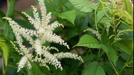 Black Cohosh Extract