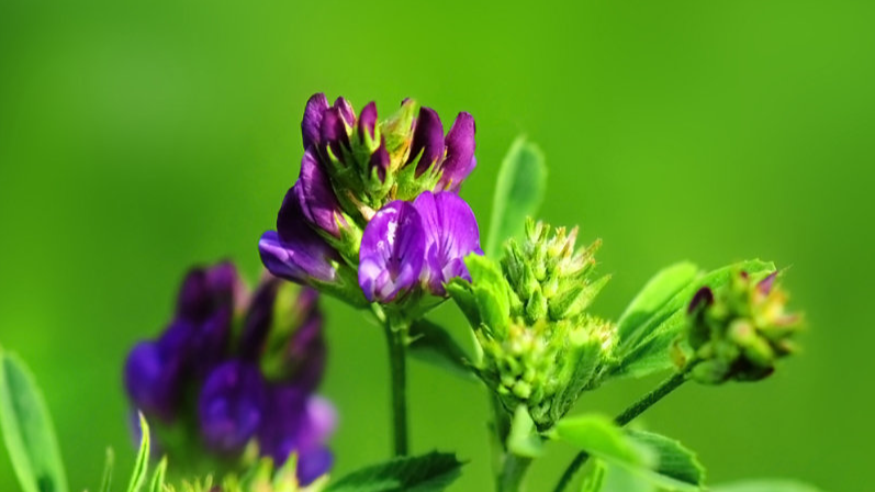 Alfalfa Powder