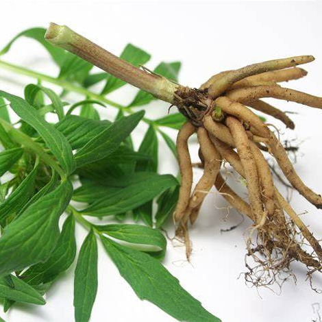 Valerian Extract