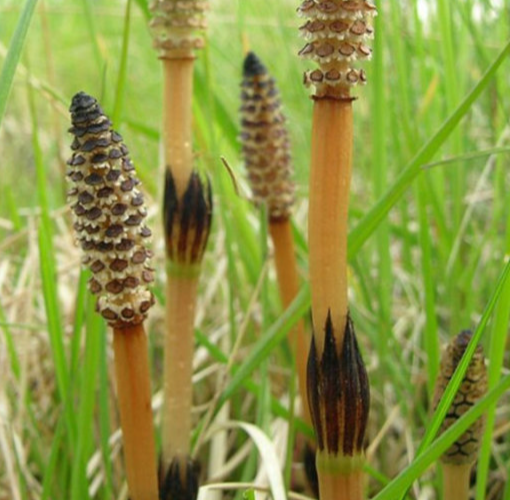 Horsetail Extract