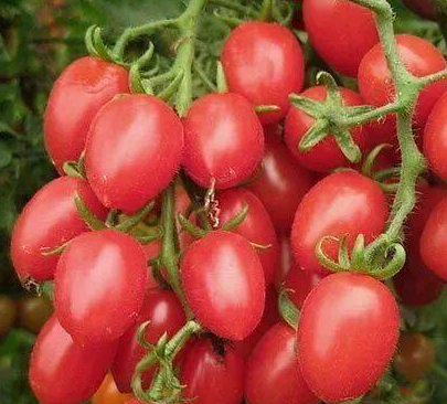 Lycopene