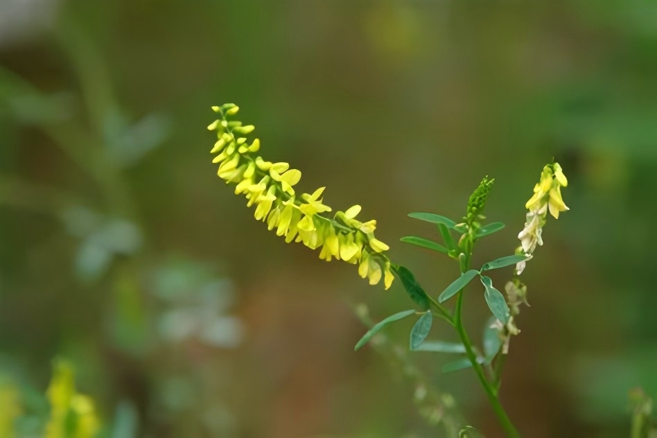 Yellow Sweet Clover Extract