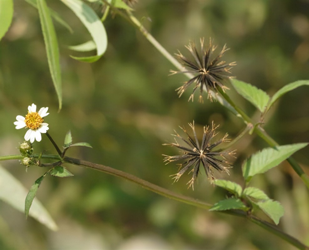 Prickly Ash Extract