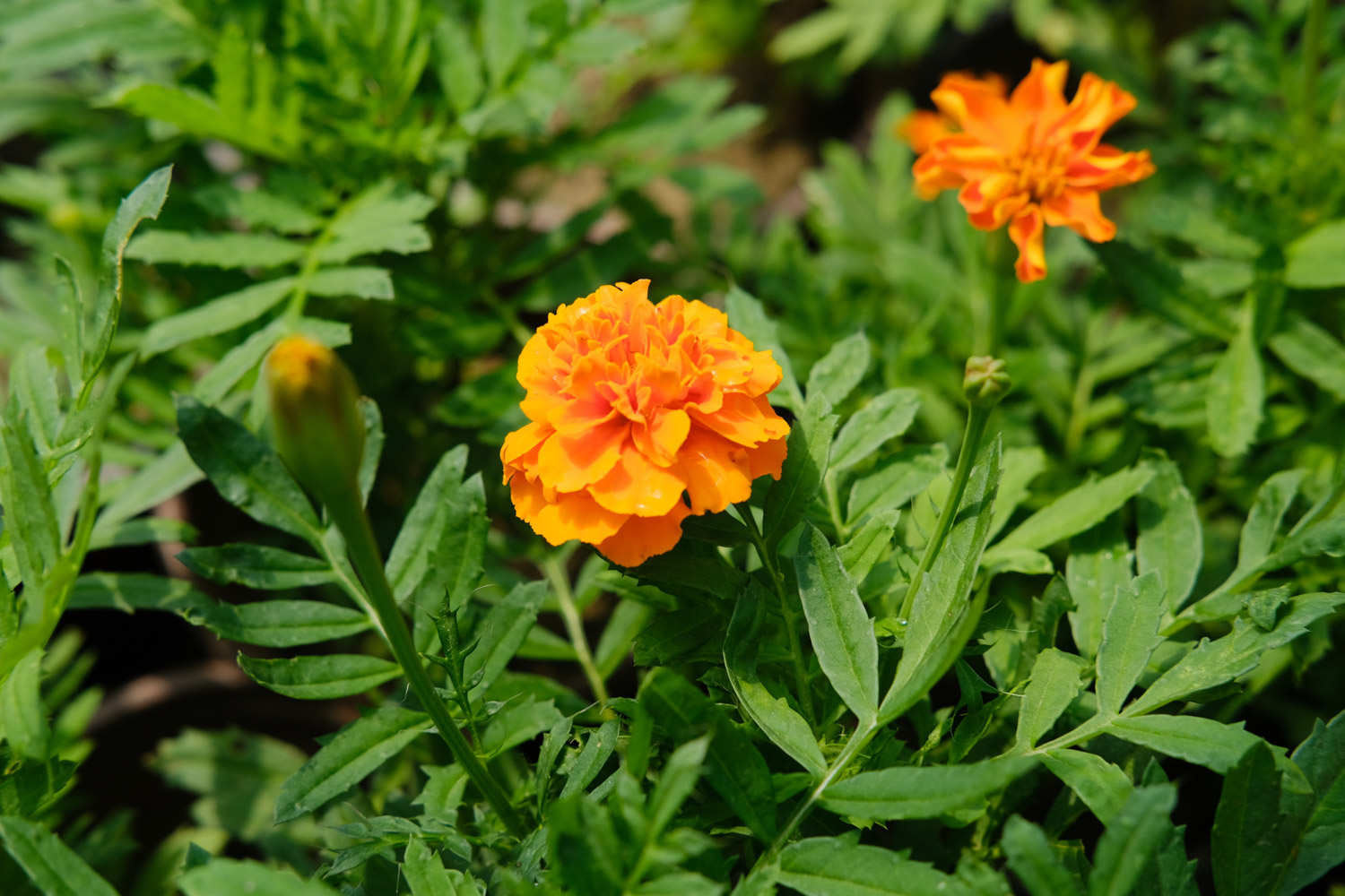 Marigold Extract