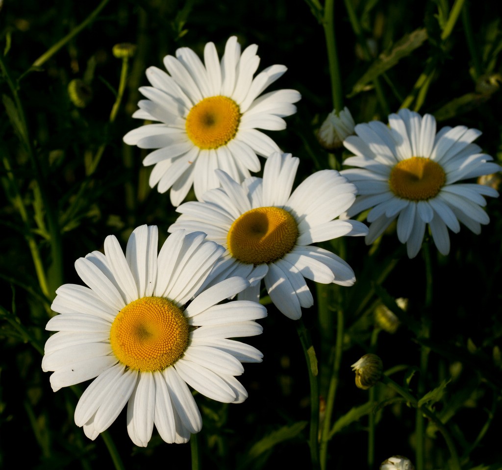 Feverfew Extract