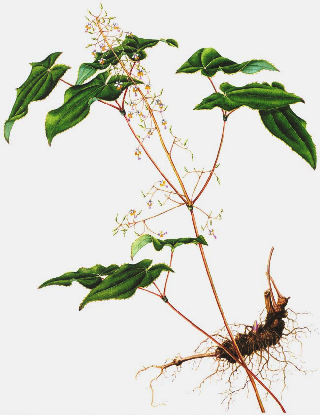 Epimedium Extract