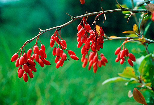 Barberry Extract