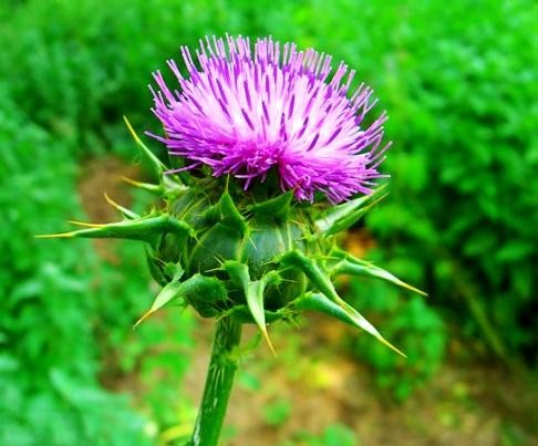 Milk Thistle Extract