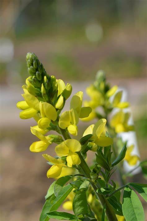 Thermopsis Lanceolata Extract