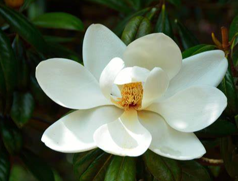 Magnolia Extract