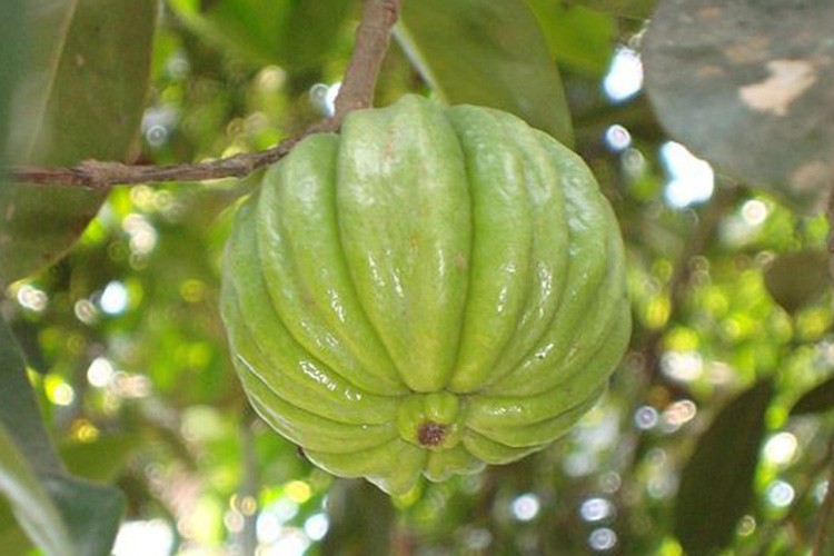 Garcinia Cambogia Extract