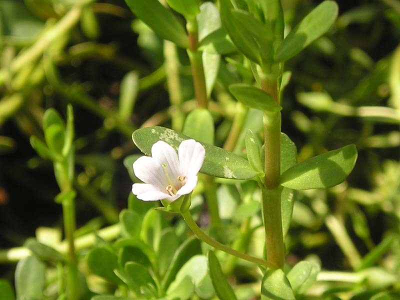 Bacopa Monnieri Extract