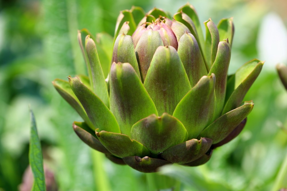 Artichoke Extract