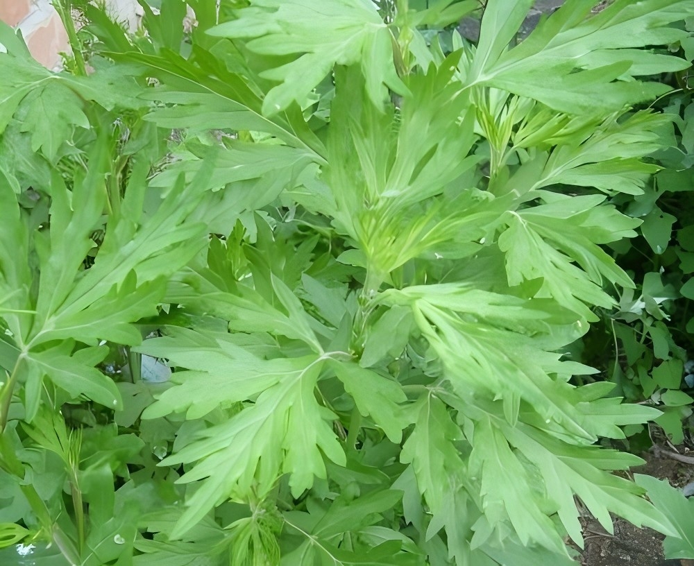 Artemisia Capillaris Extract