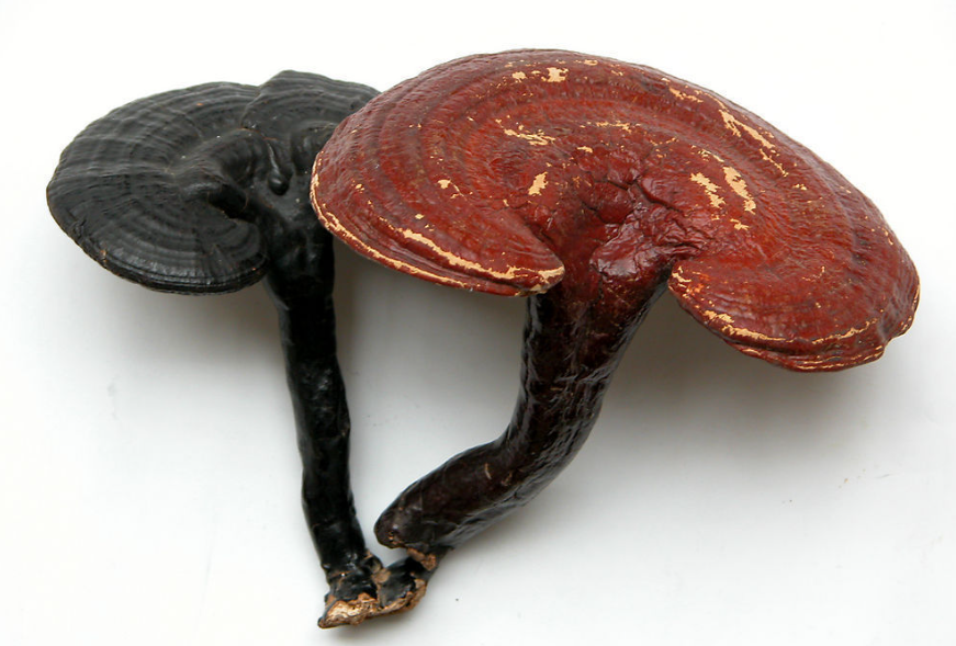 Reishi Mushroom Extract