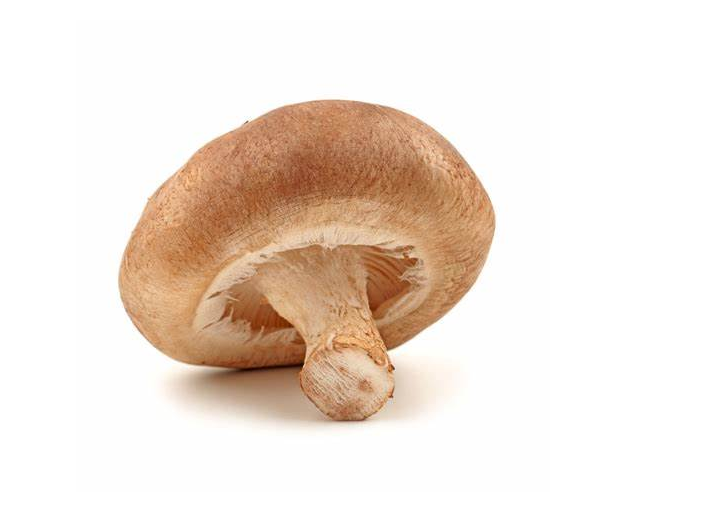 Shiitake Mushroom Extract