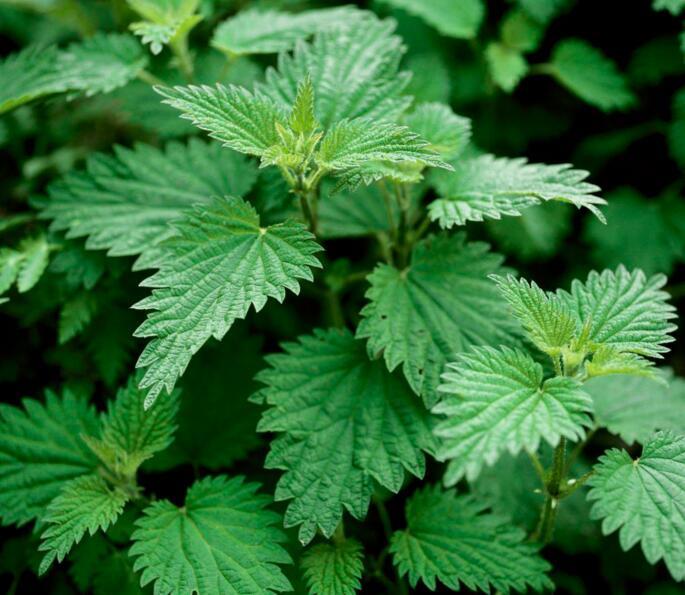 Nettle Extract