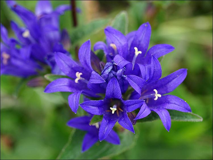 Gentian Extract