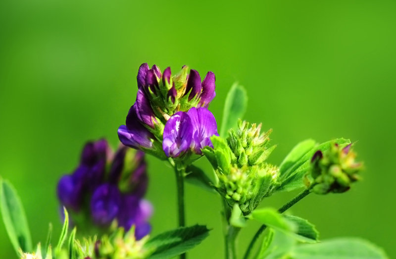 Alfalfa Extract