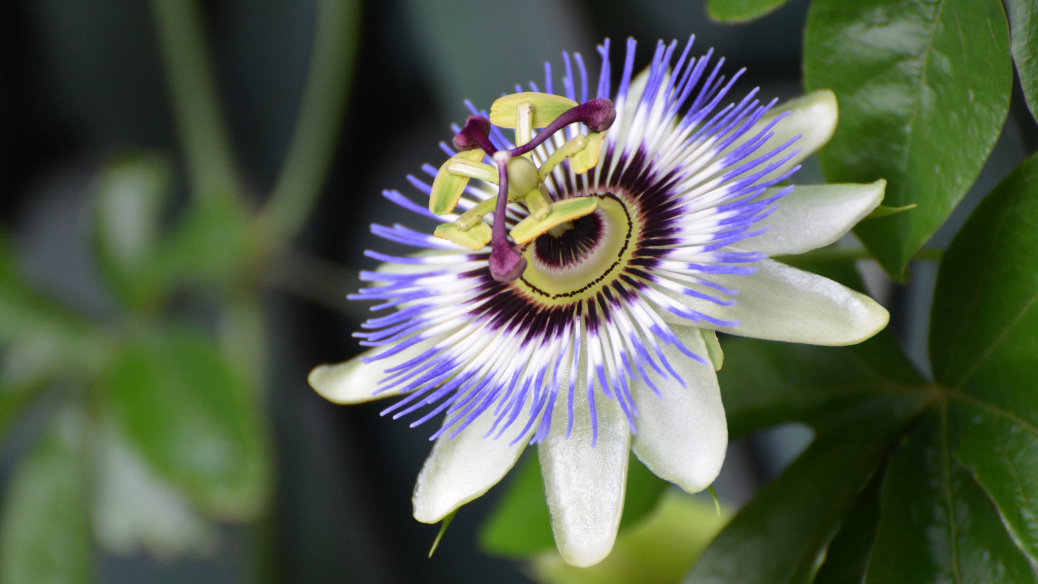 Passionflower Juice Powder