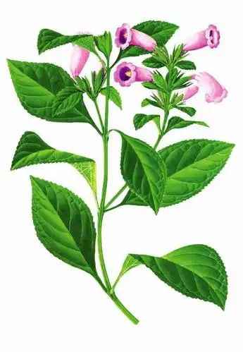 Folium Isatidis Extract