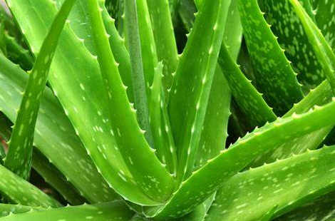 Aloe Extract