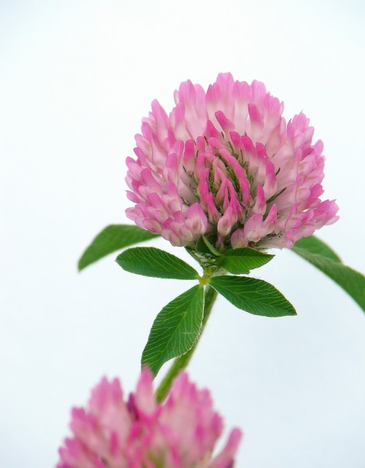 Red Clover Extract