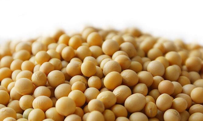 Soybean Extract