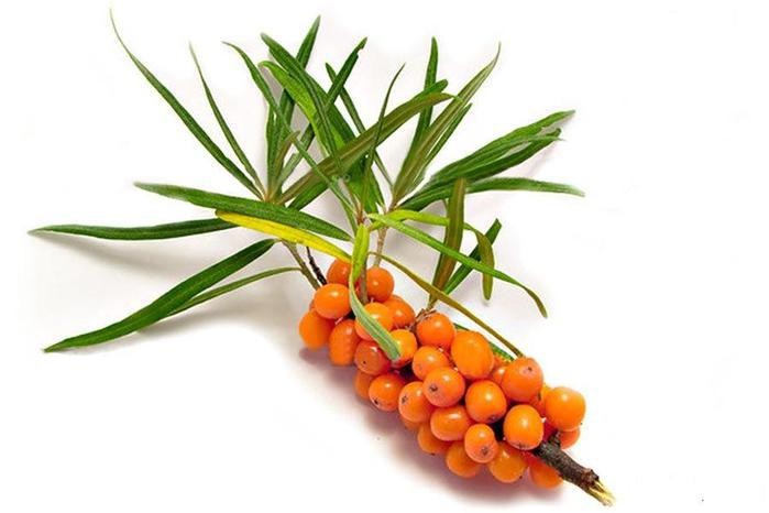 Sea Buckthorn Extract