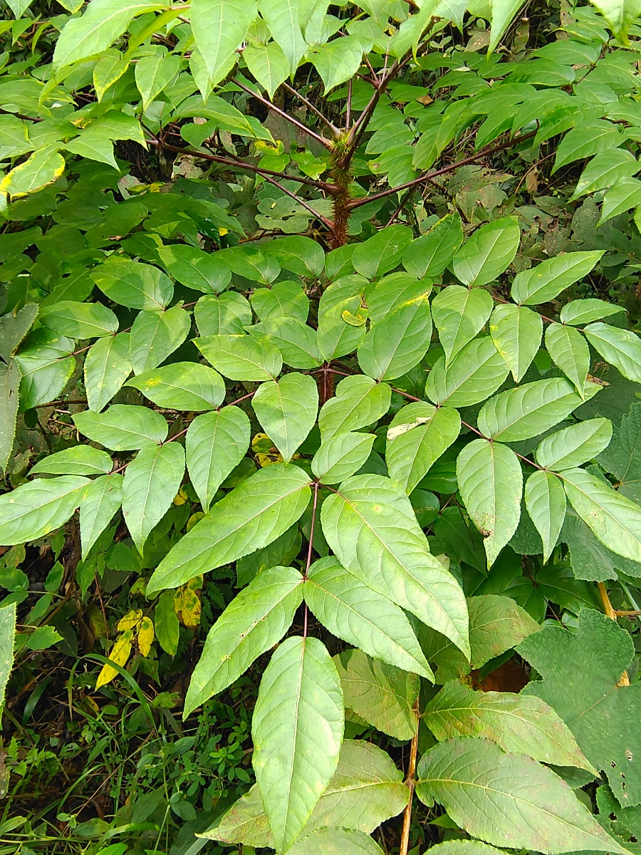 Aralia Chinensis Extract