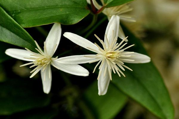 Chinese Clematis Extract