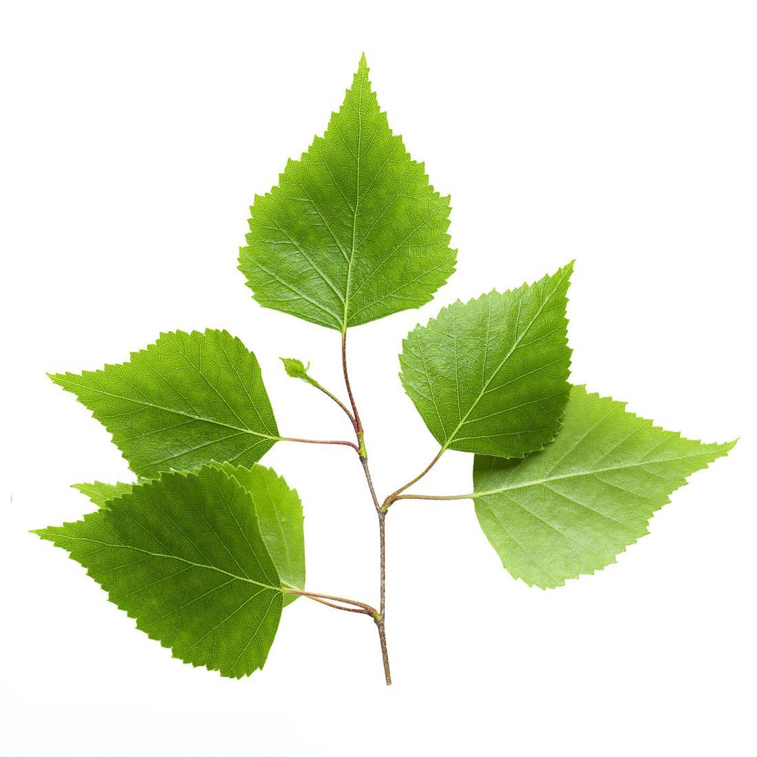 Betula Extract