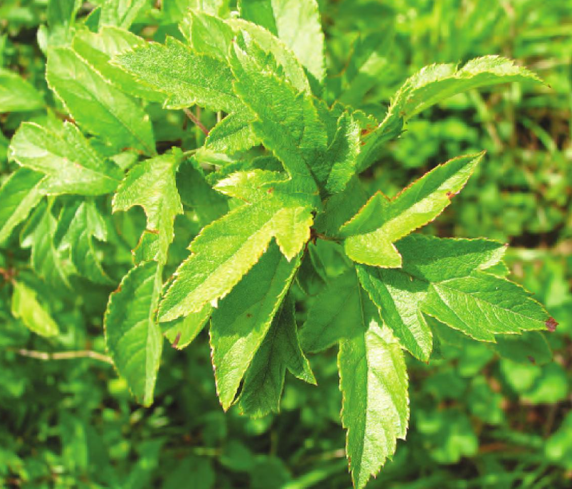 Hawthorn Leaf Extract