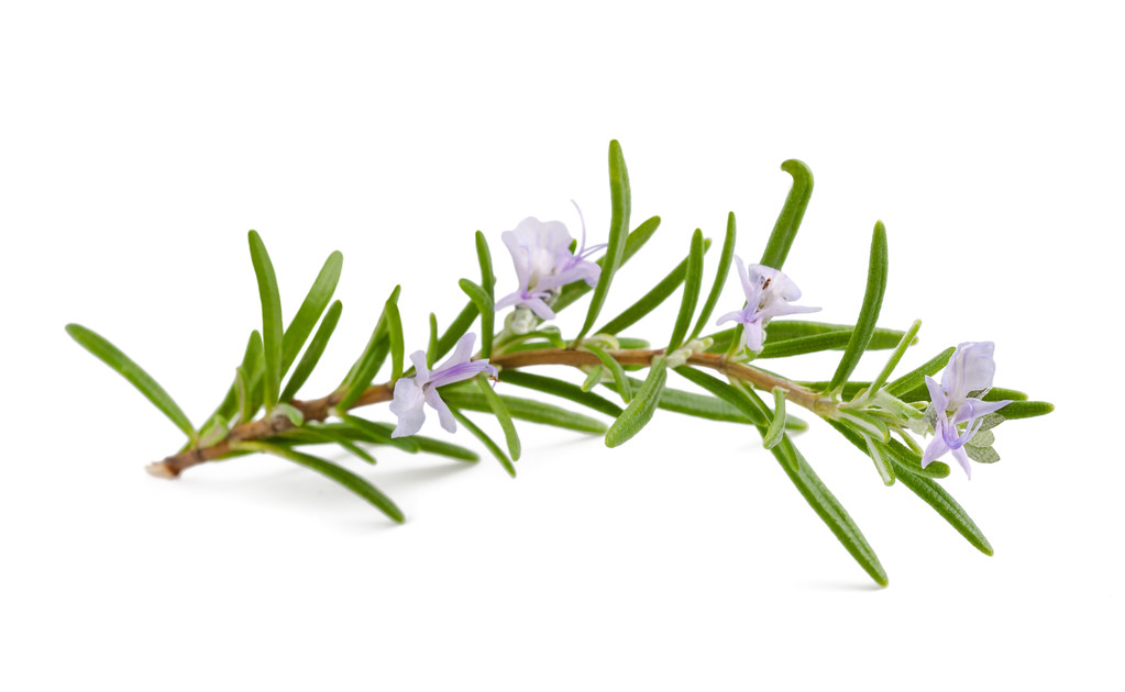 Rosemary Extract