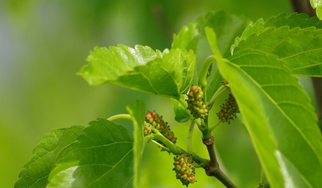 Mulberry Extract