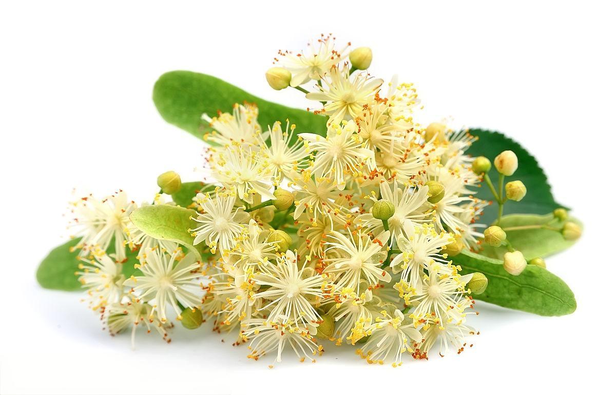 Linden Extract