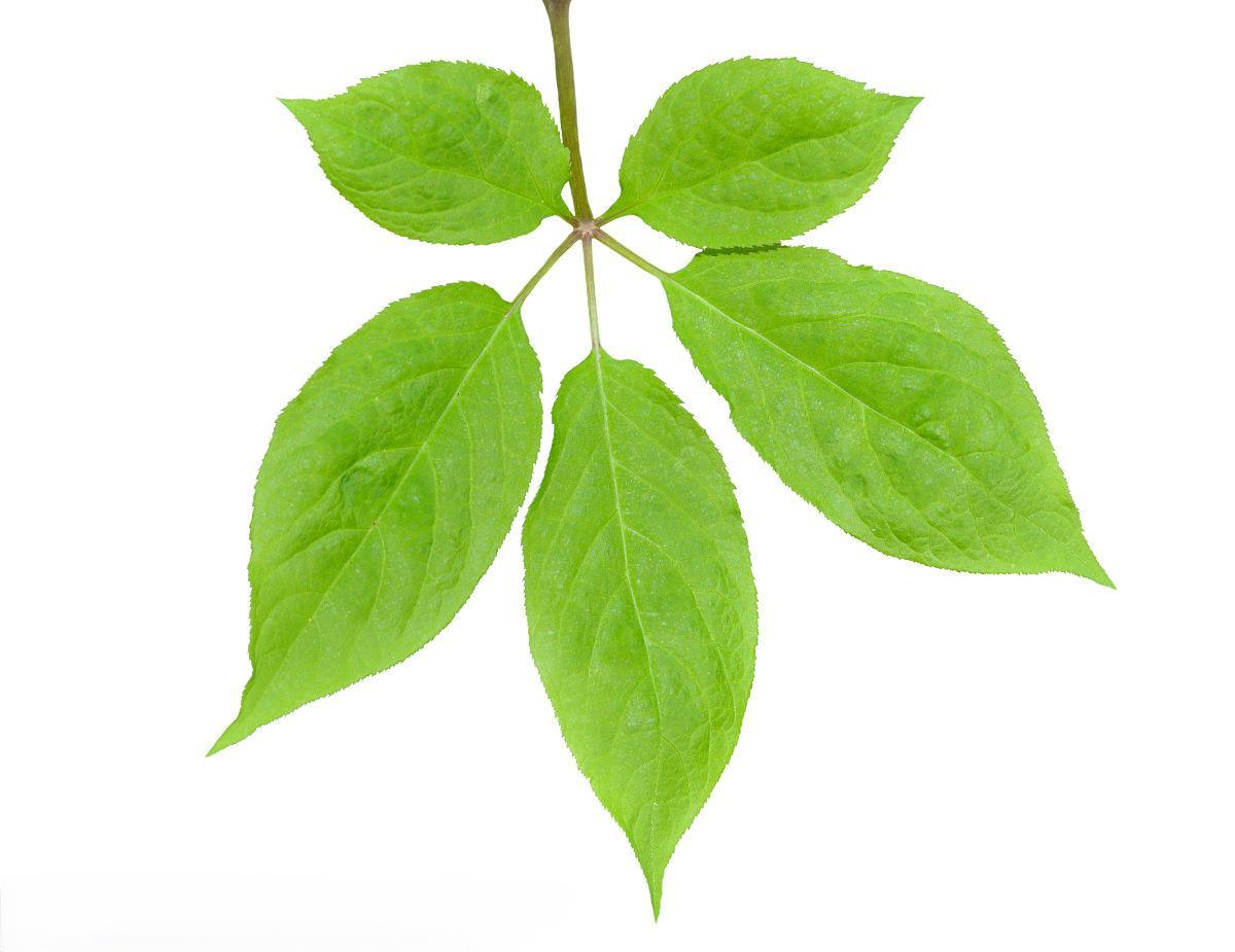 Ginseng Leaf Extract