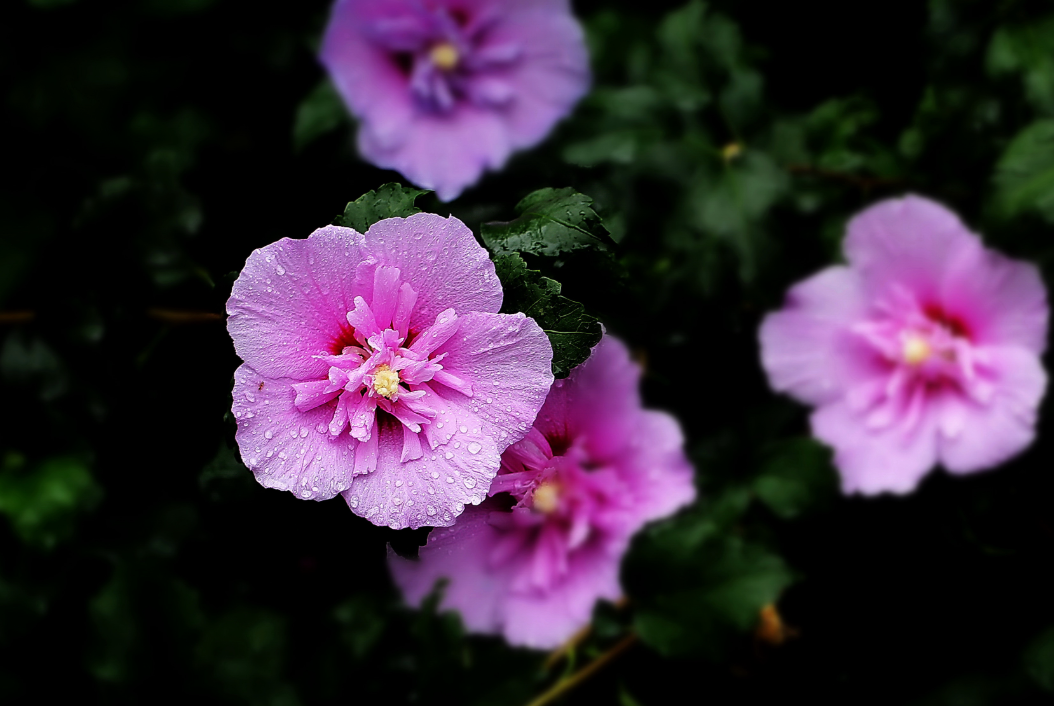 Hibiscus Flower Extract