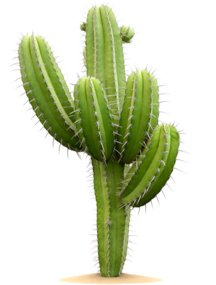 Cactus Extract