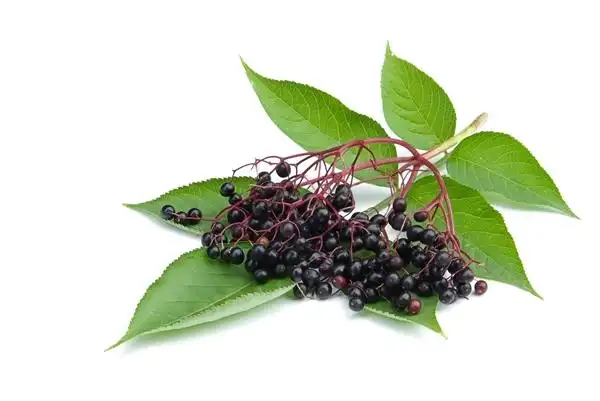 Elderberry Extract