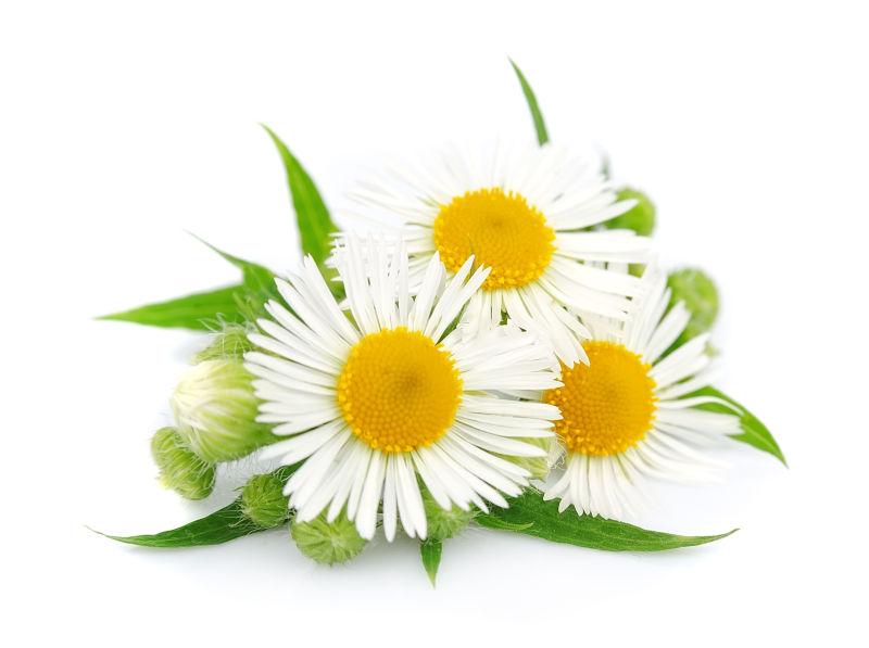 Chamomile Extract